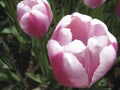 Canadian Tulip Festival, Ottawa. Tulips Parrot Parrott Inzell