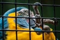 A parrot trapped in a cage, hanging by holding with its claw