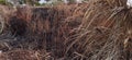 Photo of partially burnt dried grass plants in summer in tropical area.