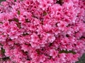 Pastel Pink Azalea Flowers in Apri in Spring Royalty Free Stock Photo