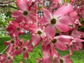 Pastel Pink Dogwood Flowers in the in April Royalty Free Stock Photo