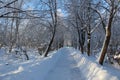 Snow-covered trees and a path in the winter forest Royalty Free Stock Photo