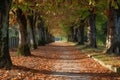 A photo of a pathway running through a forest, flanked by tall trees and covered in a carpet of fallen autumn leaves, Leaf- Royalty Free Stock Photo