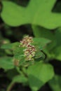 Photo of Patikan kebo flower plant. Its latin name is Euphorbia hirta.