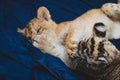 Photo of a paw with claws of a lion cub on the face of a tiger cub Royalty Free Stock Photo