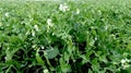 Sweet pea plants flowers and pods outside on the farm field Royalty Free Stock Photo