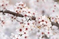 Peach flowers in summer time