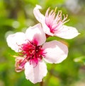 Peach tree flowers from my garden Royalty Free Stock Photo