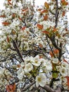 Photo of pear blossom tree in spring season in hilly area of Himachal Pradesh, India Royalty Free Stock Photo