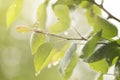 Pear branch under rain