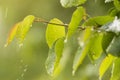 Pear branch under rain