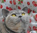 Pedigree british shorthair cat pose