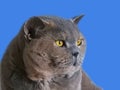 Pedigree british shorthair cat face portrait Royalty Free Stock Photo