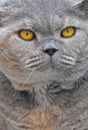 Pedigree british shorthair cat face profile