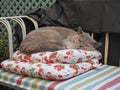 Pedigree cat sleeping on two cushions comfort