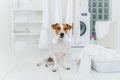 Photo of pedigree dog plays with white laundry, poses in washing room, basin with towels, washer in background, white console. Royalty Free Stock Photo