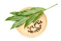 Photo of pepper corns and green aromatic bay leaf branch on the bamboo plate, isolated on white. Laurel twigs. Photo of laurel bay