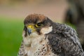 Photo of a Peregrine falcon portrait