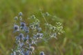 Photo of perennial herbaceous plant plain bluehead also known as Eryngium Campestre L over blurred background. Chlorophorus Varius