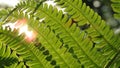 Fern in macro style on sunset