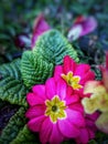 Photo of periwinkle flowers in the garden isolated. Partiality Blurred background