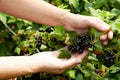 Photo of person picking blackcurrants in domestic garde Royalty Free Stock Photo