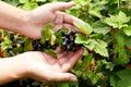Photo of person picking blackcurrants in domestic garde Royalty Free Stock Photo