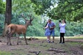 Close contact with animals in the Wildlife park in Daun, Germany