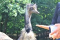 Close contact with animals in the Wildlife park in Daun, Germany