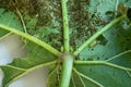 Pests, Cotton Aphid, Cotton Bollworm, Pseudococcidae and Thrips palmi karny on a okra leave Royalty Free Stock Photo