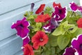 Red, purple and white petunias. Multi-colored petunias in pot on a background of blue wood planks. Flowers close up. Royalty Free Stock Photo