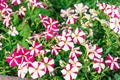 Photo of Petunia flowers growing on the street