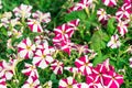 Photo of Petunia flowers growing on the street