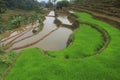 The Rice Field and Water Reflection