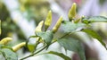 fruiting green cayenne pepper planted by farmers