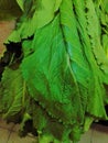 Pile of Bok choy, closeup