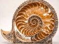 Photo Picture of the Classic Vintage Carved Nautilus Sea Shell