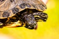 Common turtle Slider Trachemys scripta