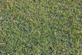 Green Grass Pattern Texture Background Royalty Free Stock Photo