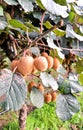 Kiwi Fruit Plantaion Tree