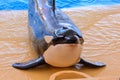 Mammal Orca Killer Whale Fish Royalty Free Stock Photo