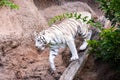 Rare White Striped Wild Tiger