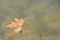 Single Maple Leaf Floating, Royalty Free Stock Photo