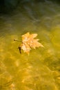 Single Maple Leaf Floating, Royalty Free Stock Photo