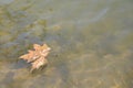 Single Maple Leaf Floating, Royalty Free Stock Photo