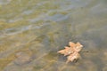 Single Maple Leaf Floating Royalty Free Stock Photo