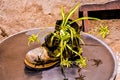 Strange Unusual Plant Pot