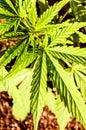 Cannabis Marijuana Leaf Plant Detail