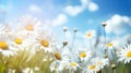 Photo of a picturesque field of white daisies under a vibrant blue sky Royalty Free Stock Photo