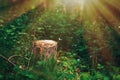 Photo of a picturesque stump in the sunlight in the green forest, spring time. Beautiful nature in the morning in the fog. Magic Royalty Free Stock Photo